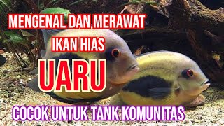 Mengenal dan Ternak Ikan Uaru Mudah dan Murah [upl. by Ruskin627]