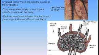 13Lymphatic System2Lymph Nodes Anatomy Intro Dr Ahmed Kamal [upl. by Yremogtnom269]