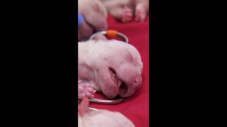 Baby Newborn Puppies Crying Loudly After Being Revived ❤️ Bondi Vet shorts [upl. by Dysart]