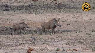 Warthogs On The Move [upl. by Nordine]