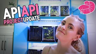 Betta Api Api Breeding Project update Adding Channoides and Back on TRACK [upl. by Sankey]