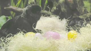 Goeldis Monkeys Receive Easter Treats [upl. by Thomasine]