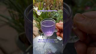 Butterfly pea Tea  Purple Tea [upl. by Jacinthe64]