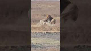 Lion Hunting Warthog Epic Fight [upl. by Carlstrom]