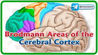 Brodmann areas of the cerebral cortex  Lobes of the brain Structure and function  Neuroanatomy [upl. by Bleier]