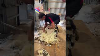 Shearing a sheep in 60 seconds [upl. by Augustine]