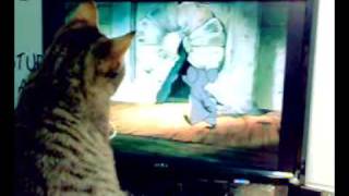 Cat watching The Aristocats [upl. by Natsirc]