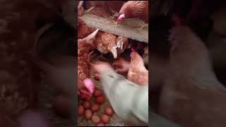 Lohman Brown Full Egg laying hen [upl. by Infield]