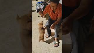 puppy sound little dog playtime barking training by uncle ma [upl. by Adnovay812]