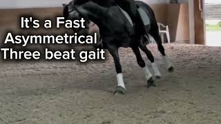 The Horse Gaits Walk Trot Canter Gallop Horse gaits explained [upl. by Lambard511]