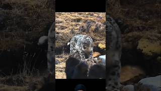 Snow Leopard 🔥vs🔥 Dogs animals wildlife mastiff shortsfeed viralvideo [upl. by Oneida481]