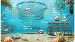 What is Integrated Multi Trophic Aquaculture [upl. by Idnew]