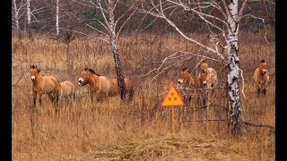 Wildlife Of Chernobyl [upl. by Ahsiyk]