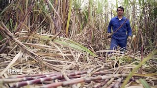 Les témoins dOutreMer  Les secrets du galabé La Réunion [upl. by Ahsoj]