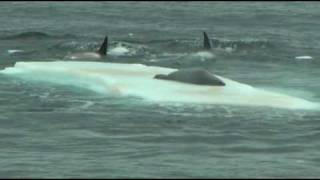 Orcas hunting seal on ice floe in Antarctica [upl. by Nanete]