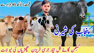 Bilal Dairy Farm  40  Milking Cows and Top Class Jersey Heifers  Pk Janwar Mandi [upl. by Luhar]