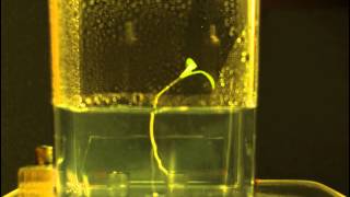 Medicago Root Growth [upl. by Oirretno]