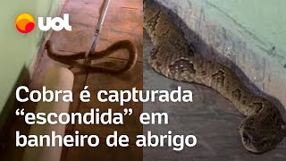 Cobra é flagrada escondida dentro de banheiro de abrigo em Goiás vídeo mostra momento do resgate [upl. by Aohsoj]