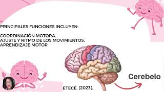 Generalidades del cerebroNeuroeducación [upl. by Clotilda]