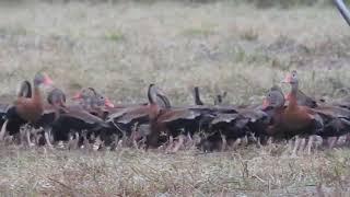 Blackbellied Whistling Ducks [upl. by Bucella253]