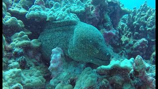 quotBest Diving in Kona Scorpionfish Triggerfish Moray Trevally Coris” [upl. by Jolie711]