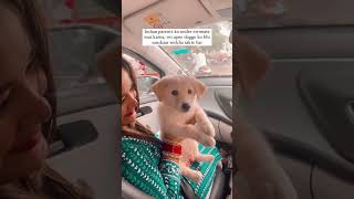 Very good mommy 😚 youtubeshorts lifeofcharlie doglover love indian [upl. by Olwen605]