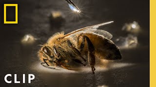 Anand Varma Captures a Honey Bee Story  Photographer  National Geographic [upl. by Akcired]