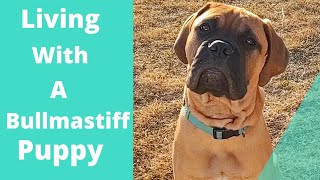 Living with a bullmastiff puppy 17 weeks old [upl. by Gladdy472]