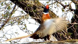 Common Pheasant making loud sounds with fluttering wings [upl. by Attelahs]