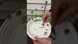 How to harvest Wingstem Verbesina alternifolia seeds [upl. by Adler433]