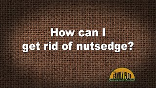 QampA – How can I get rid of Nutsedge [upl. by Ahseekal]