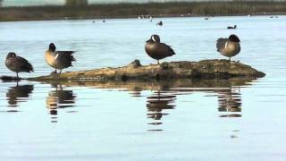 Bluewinged Teal Preening at Sacramento NWR [upl. by Orman638]