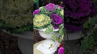 Best Fall Flowers and Plants for Containers and Gardens plants flowers [upl. by Ynneh]