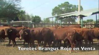 Toros en Venta Brangus Rojo de Registro [upl. by Leschen931]