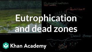 Eutrophication and dead zones  Ecology  Khan Academy [upl. by Neelhtak]