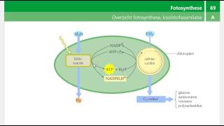 Binas tabel 69A  Overzicht fotosynthese [upl. by Maryrose298]