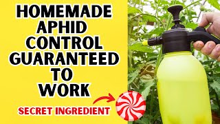 Organic Aphid Control That Has A Tasty Secret Ingredient [upl. by Anoyek229]