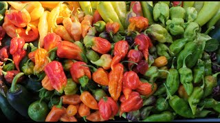 Chilli Pepper Harvest And a New Plot Approved allotment [upl. by Zeuqcaj]