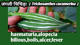 jungali chichidaTrichosanthes cucumerinaamazing health benefits [upl. by Jabez]