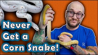 I REFUSE To Get A Corn Snake and YOU Shouldnt Either Heres Why [upl. by Adnofal]