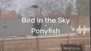 Bird in the Sky  Lyric Video [upl. by Leoni]