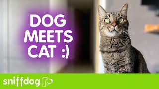 How to Introduce a Cat and Dog for the First Time Successfully [upl. by Leo]