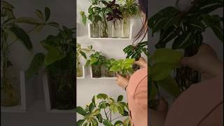 Some decor with indoor plants shorts plants gardening indoorgarden [upl. by Solegnave616]