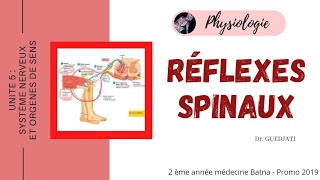 Réflexes Spinaux Physiologie [upl. by Colin]