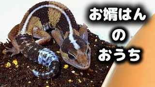 東レプ でお迎えした ニシアフリカトカゲモドキ ♂ の ケージセッティング 飼い方 東京レプタイルズワールド Hemitheconyx caudicinctus [upl. by Nai759]