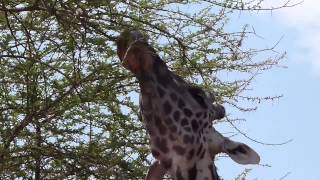 Giraffe eating from a thorny acacia tree [upl. by Allene840]