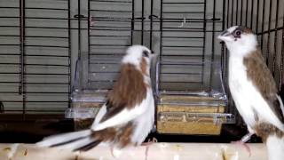 Society Finch singing big time  Part 1 [upl. by Davidson]