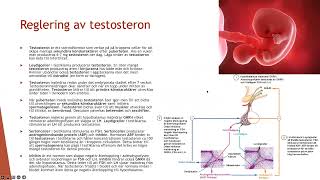 Könshormoner  Biologi 2 100 p [upl. by Erreid764]