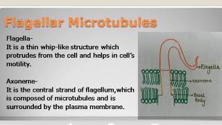 Microtubules and structure of axoneme basal body and centriole [upl. by Yemac]