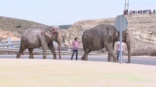 Circus elephant dies in Spain road crash [upl. by Nessim]